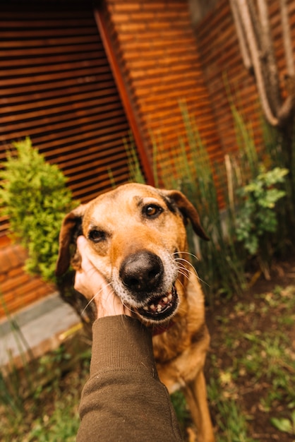 Foto gratuita perro adorable posando en el jardín