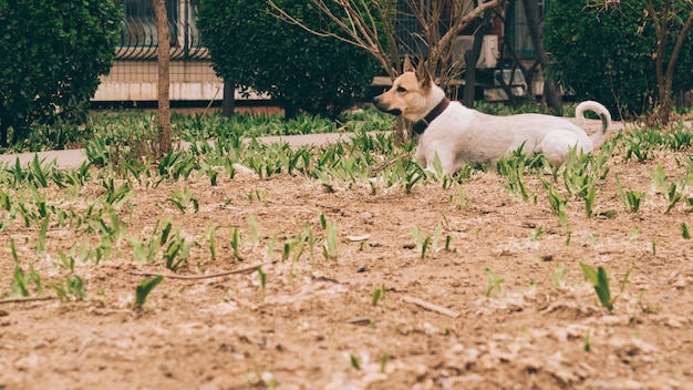 Foto gratuita perro adulto caminando cerca de la casa