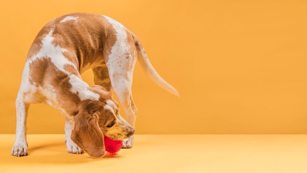 Perro agarrando una pelota de goma con espacio de copia