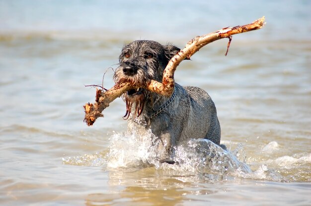 Perro en el agua