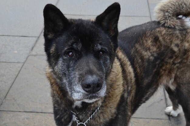 Perro Akita con un espeso abrigo de piel atigrado.