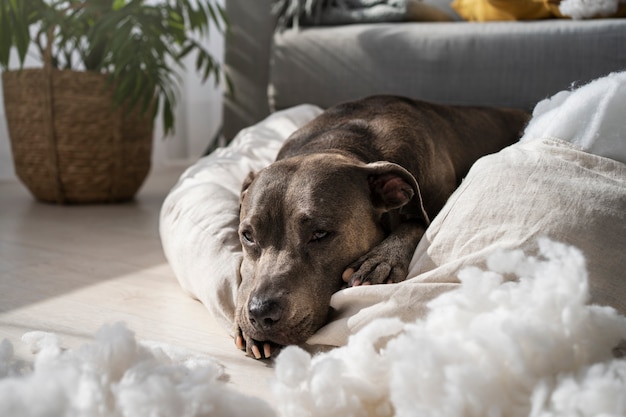 Foto gratuita perro de alto ángulo acostado sobre una almohada en casa