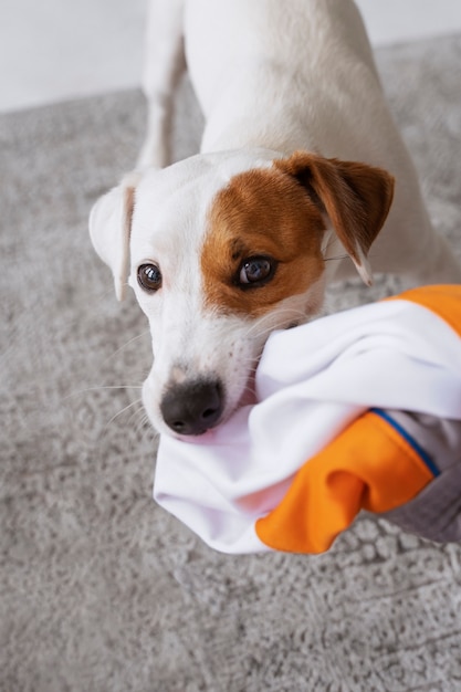 Perro de alto ángulo agarrando ropa