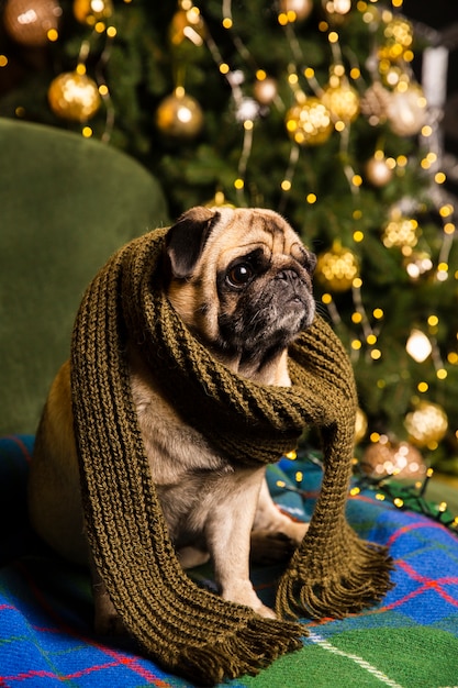 Perro de alto ángulo con bufanda al lado del árbol de navidad