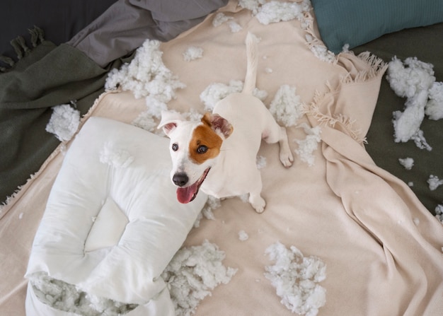 Perro de alto ángulo haciendo un desastre