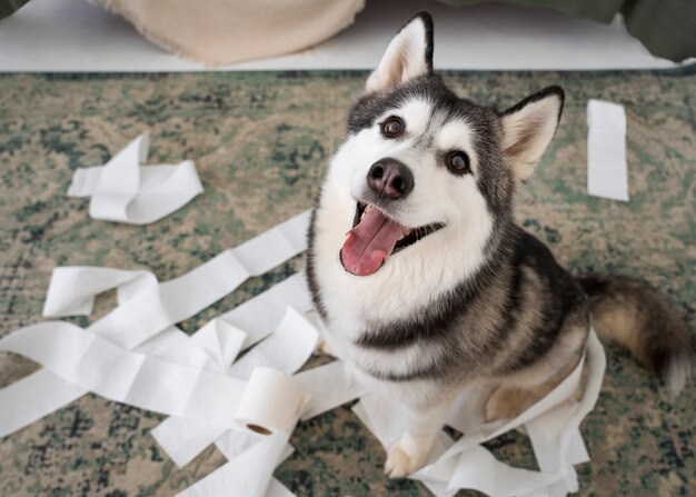 Perro de alto ángulo haciendo un lío con papel higiénico