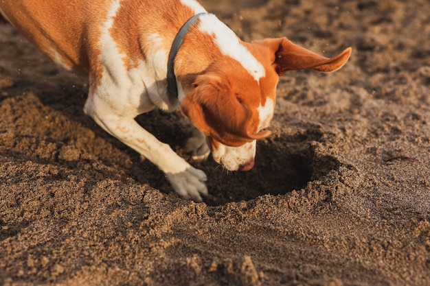 Perro de alto ángulo en el mar