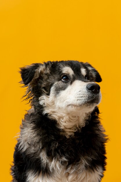 Perro de alto ángulo mirando hacia arriba sobre fondo amarillo