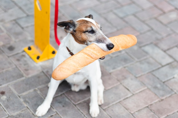 Perro de alto ángulo sentado y sosteniendo baguette