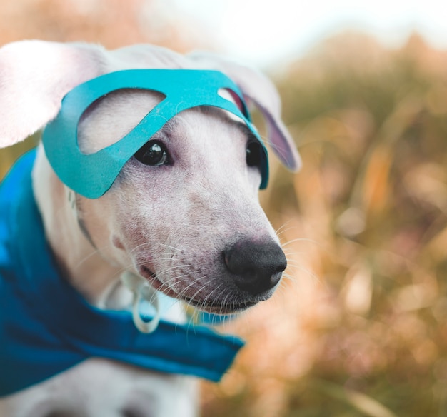 Perro amigo lindo canino sonriente