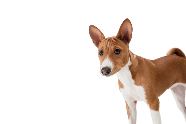 Perro Basenji aislado en blanco