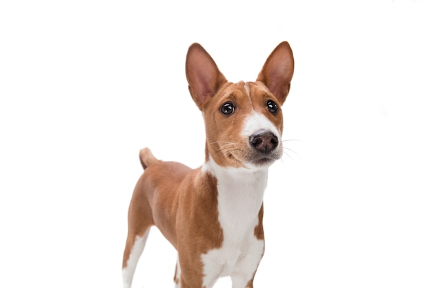 Perro Basenji aislado en blanco