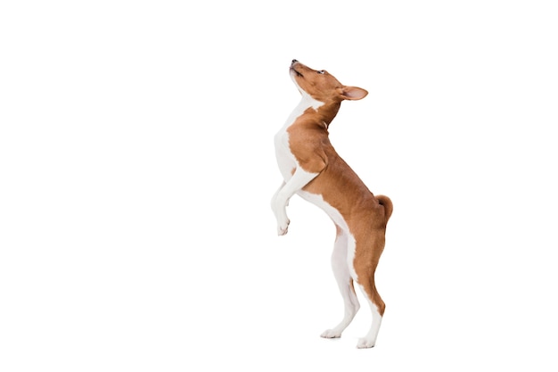 Perro Basenji aislado en blanco