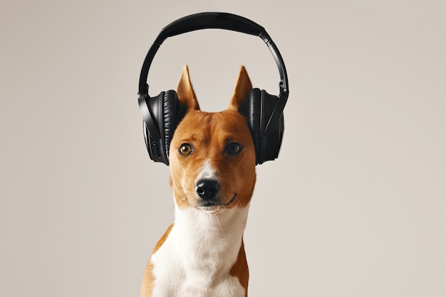 Foto gratuita perro basenji marrón y blanco con los ojos bien abiertos con auriculares inalámbricos negros grandes, primer plano aislado en blanco
