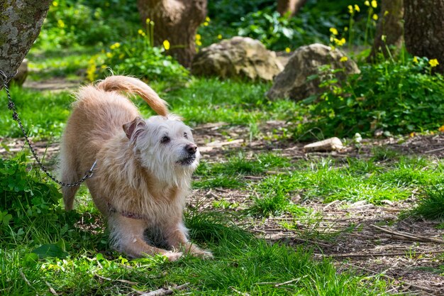 Perro beige obediente esperando ansiosamente a su dueño en la campiña maltesa.