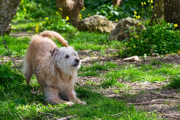 Perro beige obediente esperando ansiosamente a su dueño en la campiña maltesa.