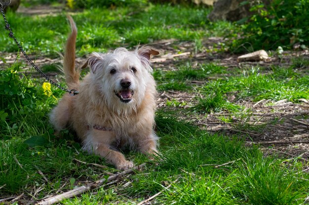 Perro beige obediente esperando ansiosamente a su dueño en la campiña maltesa.
