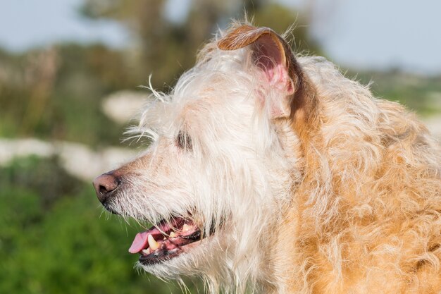 Perro beige obediente esperando ansiosamente a su dueño en la campiña maltesa.