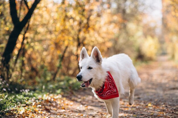 Perro blanco caminando en el parque otoño