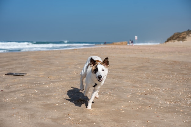 Perro blanco corriendo por una playa rodeada por el mar bajo un cielo azul y la luz del sol