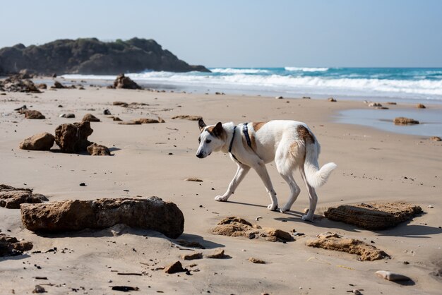 Perro blanco corriendo por una playa rodeada por el mar bajo un cielo azul y la luz del sol