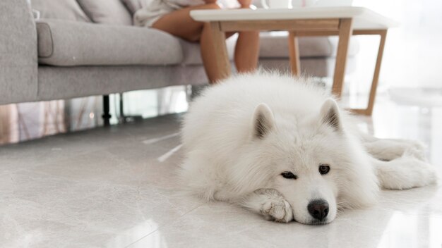 Perro blanco hermoso y esponjoso