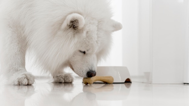 Perro blanco hermoso y esponjoso