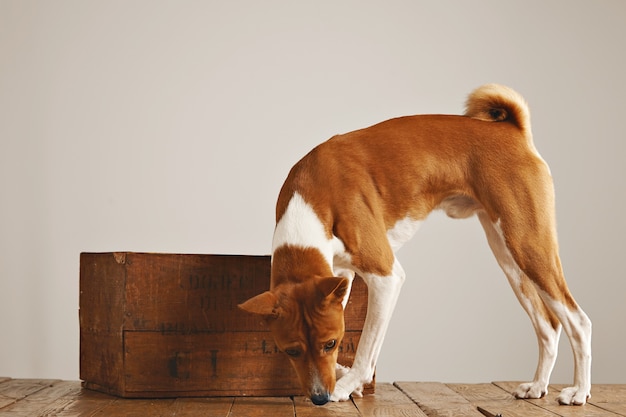 Perro blanco y marrón caminando oliendo el piso alrededor de una hermosa caja de madera vintage con fondo de pared blanca
