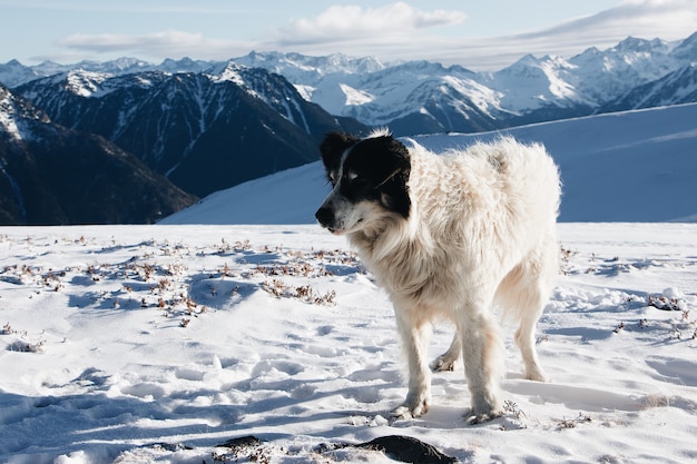 Perro blanco y negro en una montaña nevada