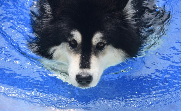 Perro blanco y negro nadando en una piscina con agua azul.