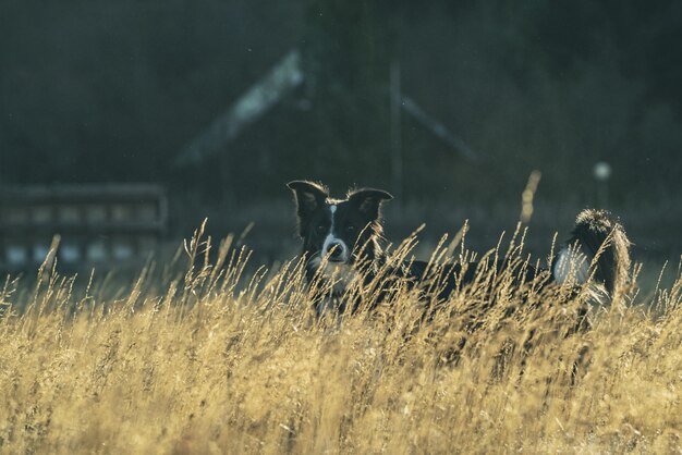 Perro blanco y negro de pelo corto en el campo