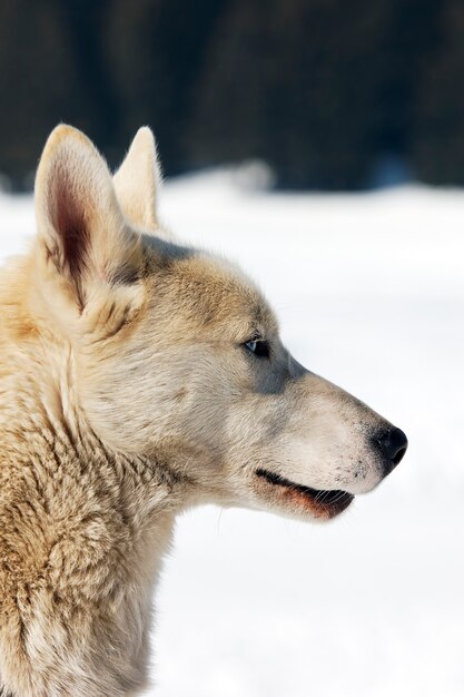 Perro blanco en la nieve.