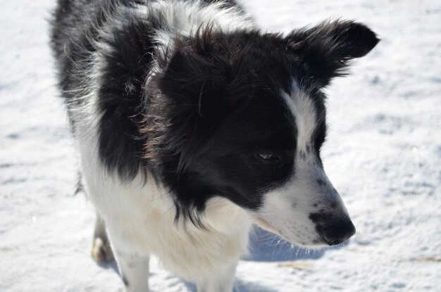 Perro border collie de cara dulce en el invierno.