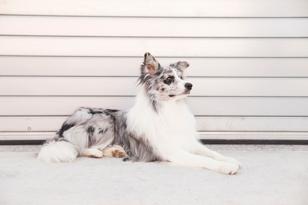 Perro border collie