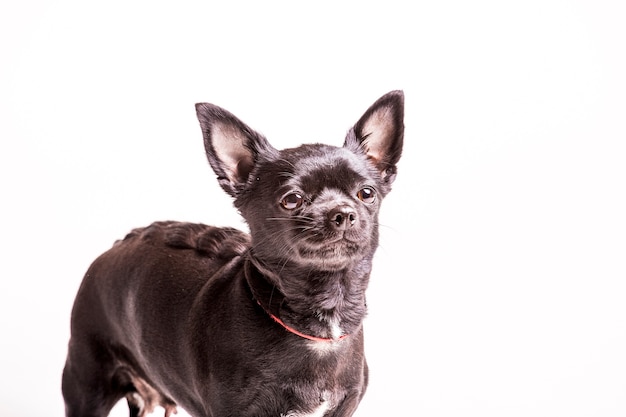 Perro de Boston terrier sobre fondo blanco