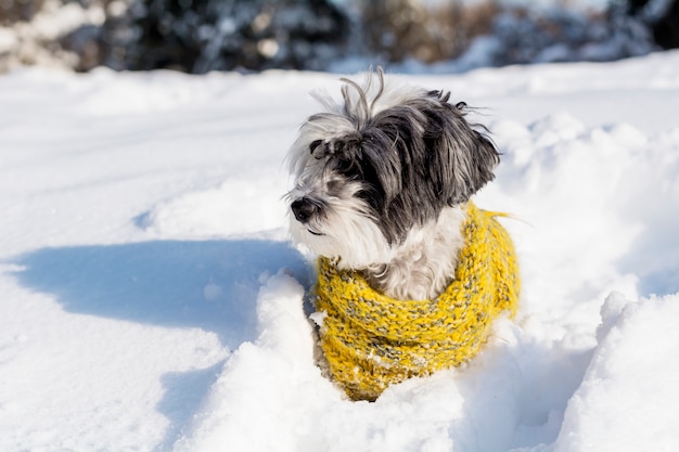 Perro con bufanda amarilla en la nieve