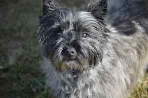 Foto gratuita perro cairn terrier realmente lindo con una cara muy dulce.