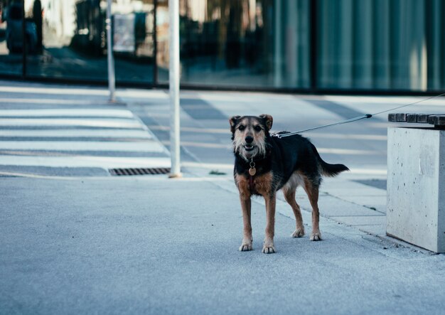 Perro callejero negro y marrón solitario de pie junto a un banco durante el día