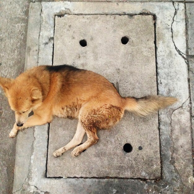 Perro callejero tirado en el suelo
