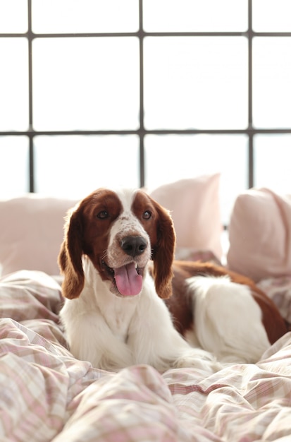 Perro en la cama por la mañana