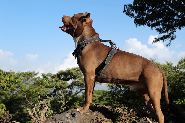 Foto gratuita el perro canelo