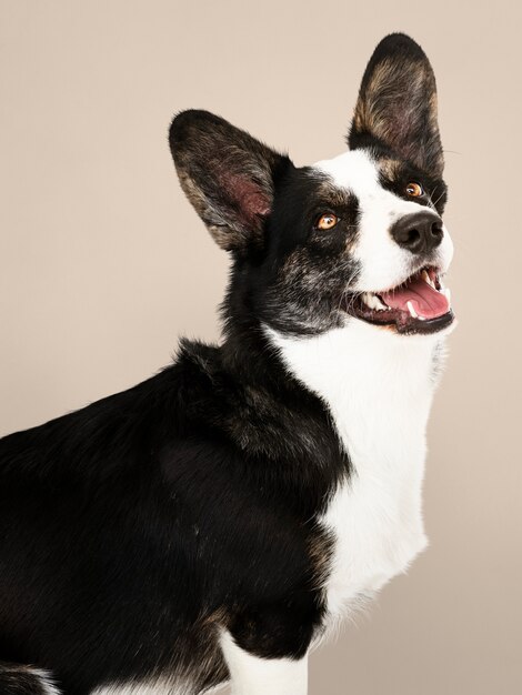 Perro Cardigan feliz Corgi Galés