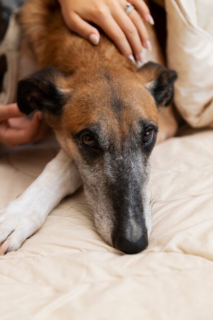 Perro de caricias de dueño de alto ángulo