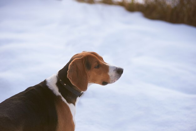 Perro cazador en la nieve