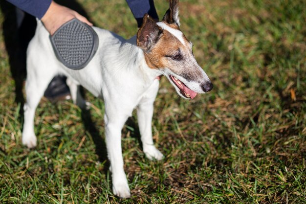 Perro cepillado por el dueño en el parque