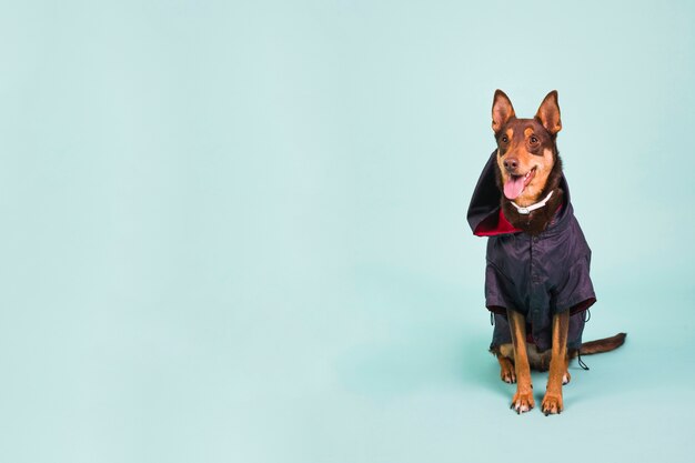 Perro con chaleco de lluvia