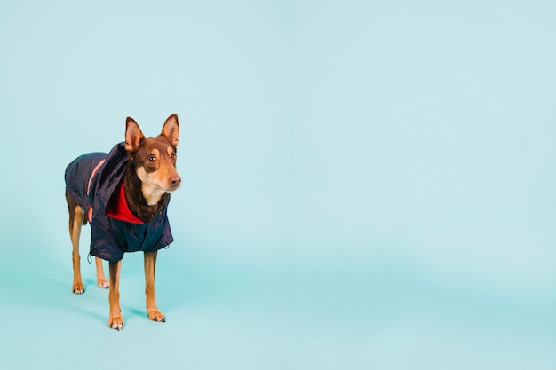 Perro con chaleco de lluvia