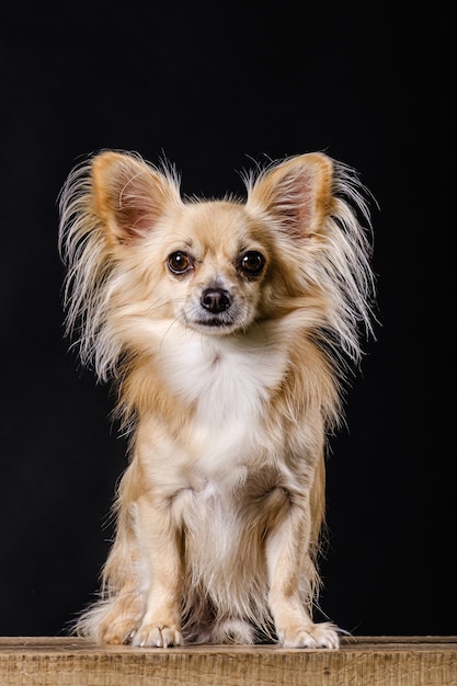 Perro chihuahua sobre fondo oscuro