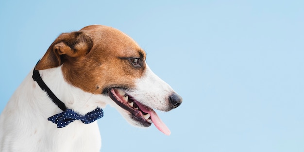 Perro de compañía con arco y lengua afuera