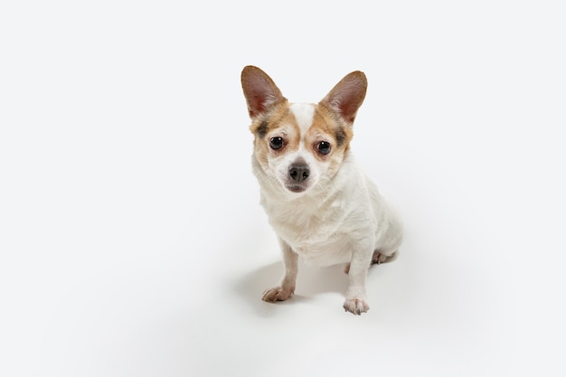Perro de compañía de Chihuahua está planteando. Lindo perrito marrón crema juguetón o mascota jugando aislado en la pared blanca. Concepto de movimiento, acción, movimiento, amor de mascotas. Parece feliz, encantado, divertido.